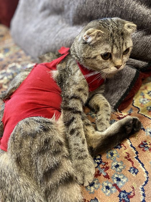 Пропала кіцька