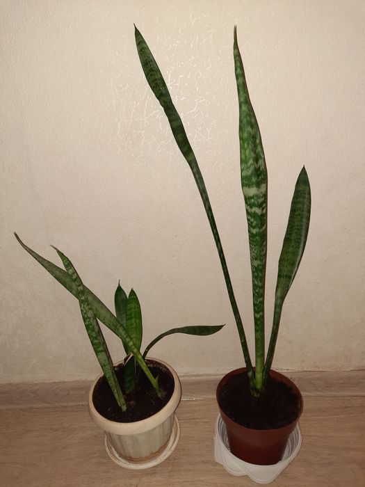 Сансевиерия    .