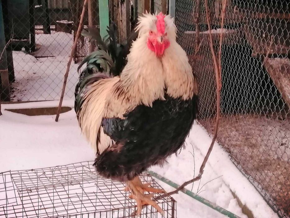 Півень чубатий продається