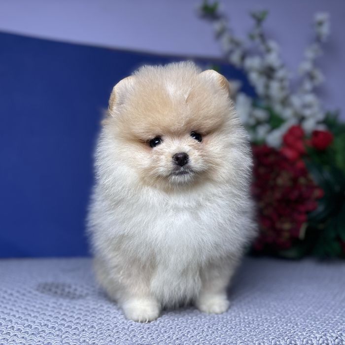 ляльковий Ведмедик шоу классу