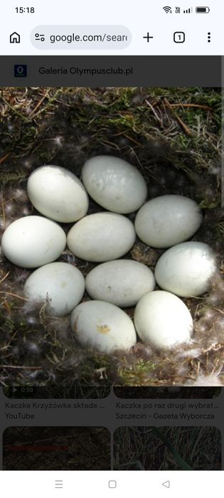 Jaja  kacze lęgowe
