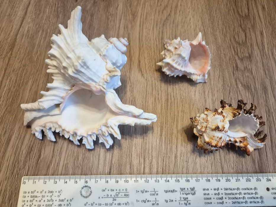 Nr20 Zestaw muszli - Murex Ramosus, Pink Murex +GRATIS