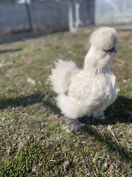 Jaja lęgowe silki jedwabistej lokowanej USA