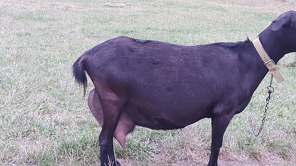 Зааненские  100% и нубийские кокозы