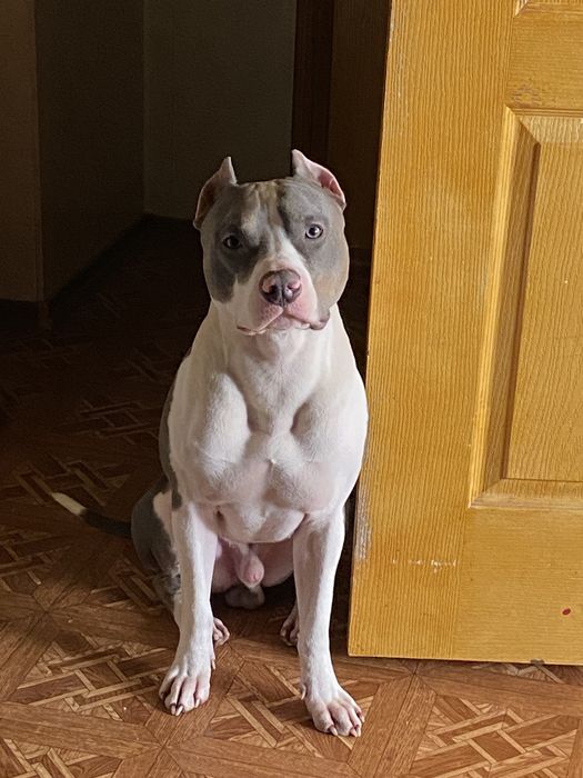 Кобель питбуля для вязки