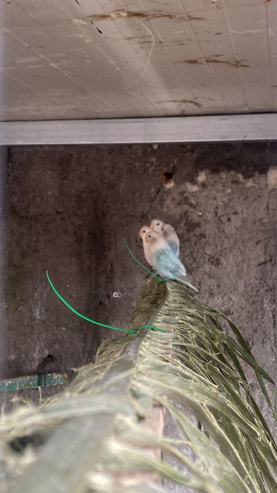 Vendo Agapones rossicols