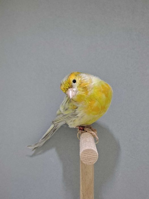 kanarek Biały agat żółta mozaika samiec