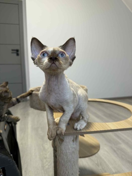 Kociak devon rex drx