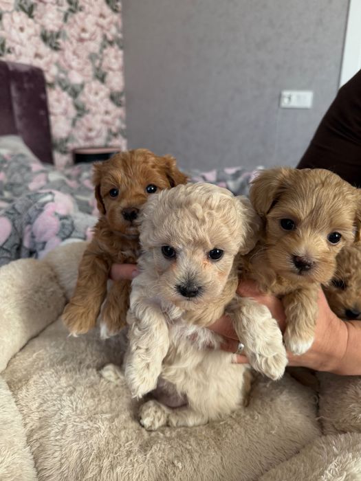 Собака мальтіпу, цуценята