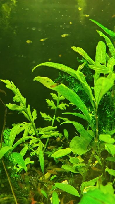 Narybek mieczyka po pięknych rodzicach