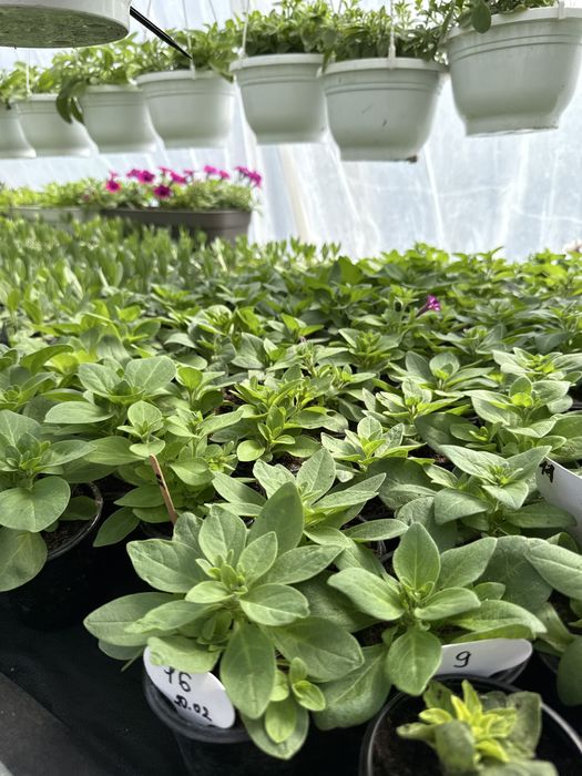 Петунія (Сурфінія) в стаканчику і живцеві