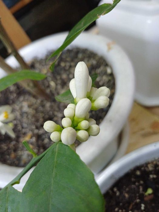 Лимон домашній РОЗПРОДАЖ сорт Павлівський Фікус крупномір Алі