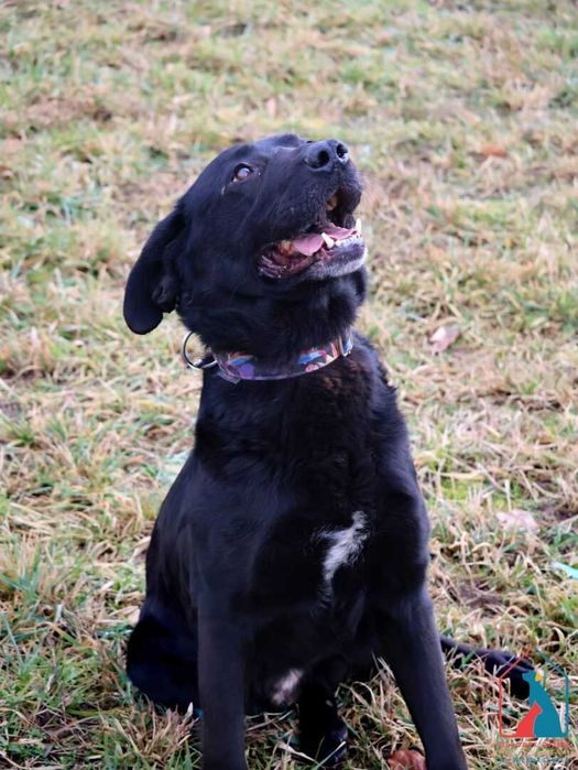 Śliczny, młody, w typie labradora - bardzo wrażliwy i serdeczny pies