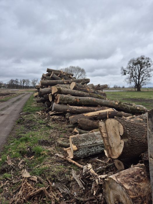 Jesion tartaczny, drewno,dłuzyca