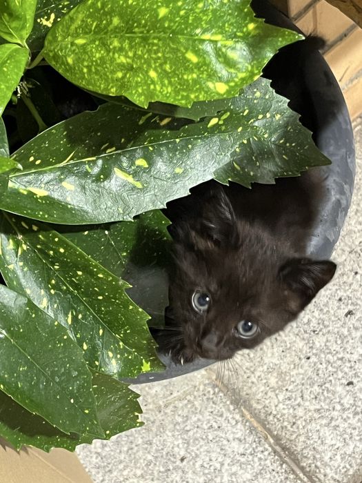 Dou o gatinho macho