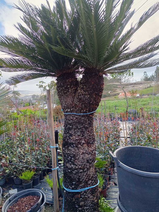 Sica/ Cyca para jardim