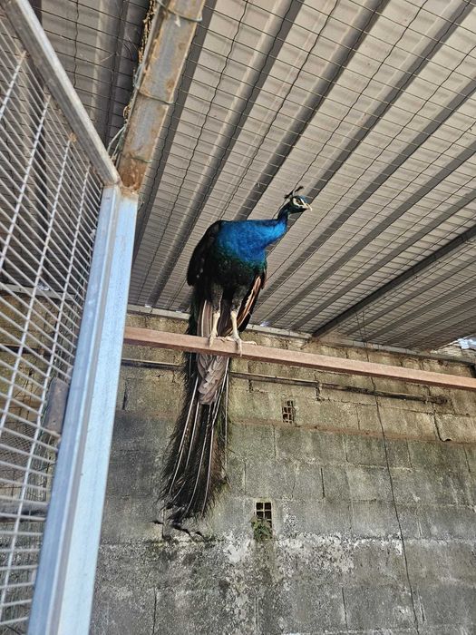 Pavões adultos azuis