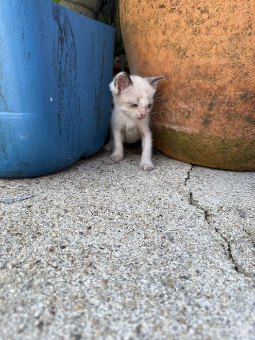 Gatinhos bebés para adoção