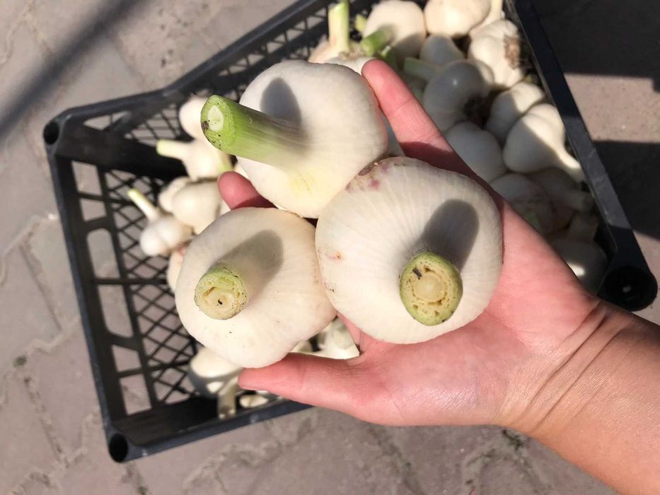 Часник  Любаша ..