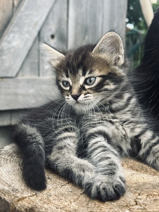 Котенята в добрі руки