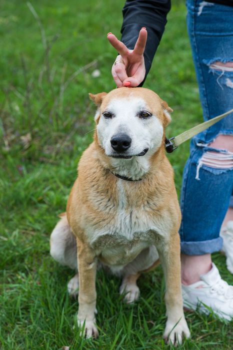 Ася шукає дім та сім'ю
