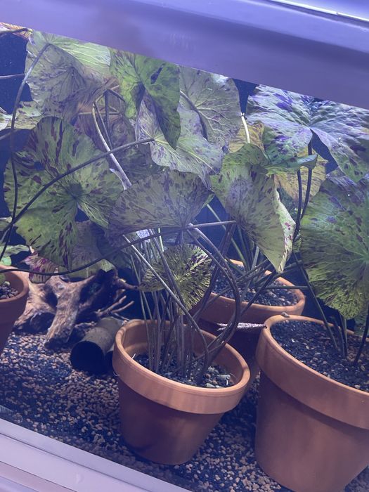 Lotos zielony_Tiger Lotus Green