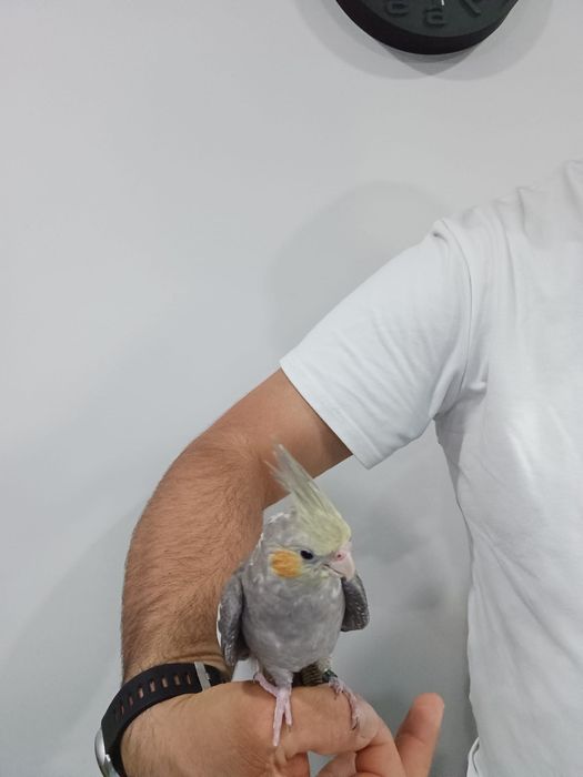 Caturra criada mão