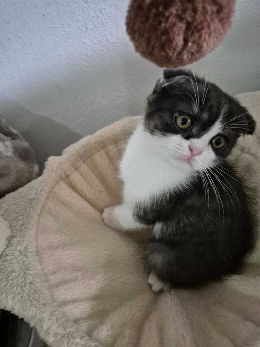 Gatinho "Scotish Fold"