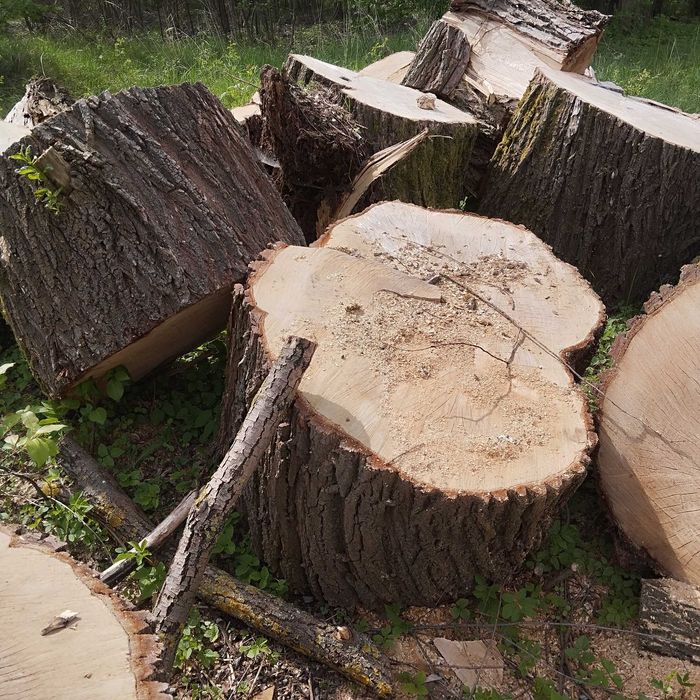 Drzewo opałowe,wierzba sprzedam