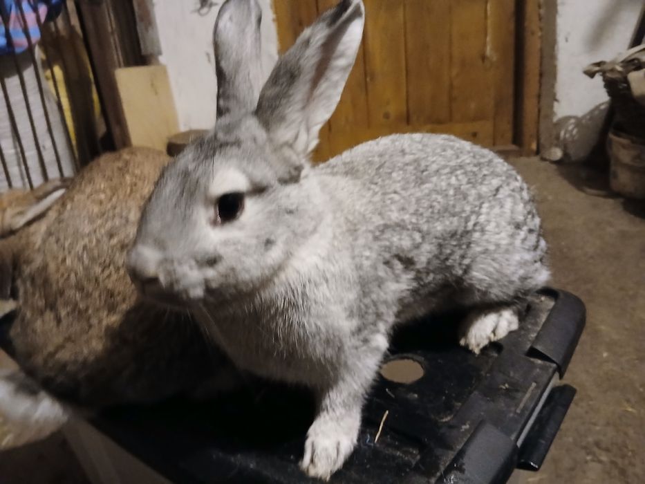 Młode samice do zakocenia