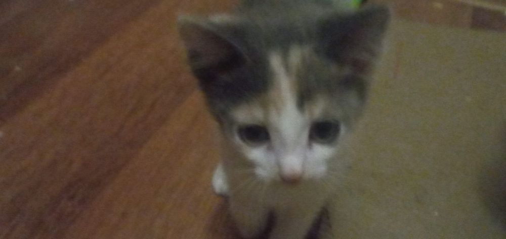 Отдам котят две девочки бесплатно