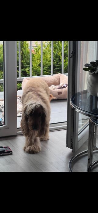 Cocker Spaniel  szuka domu