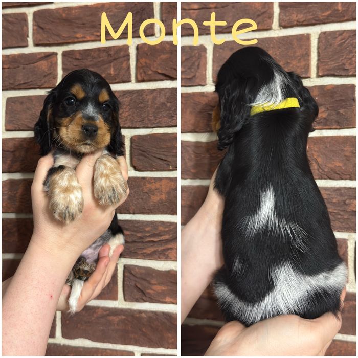 Cocker spaniel angielski