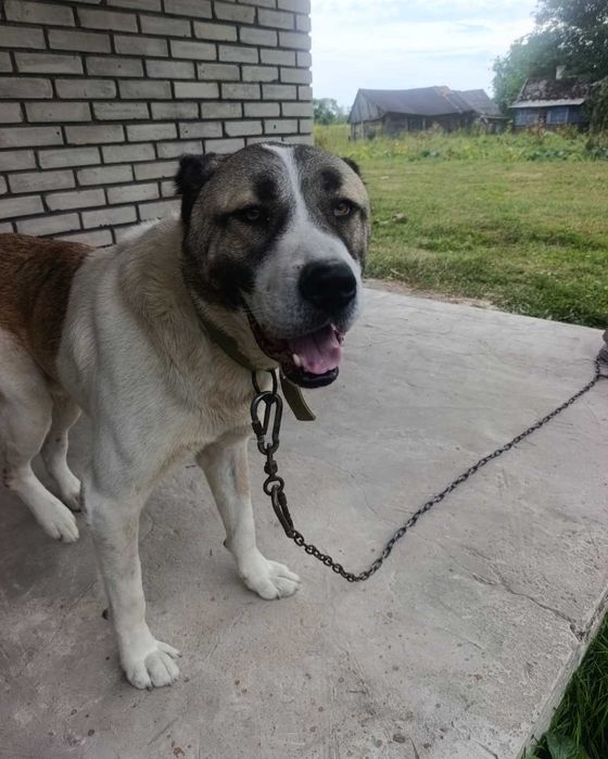 Продам Собаку Вік 4 роки