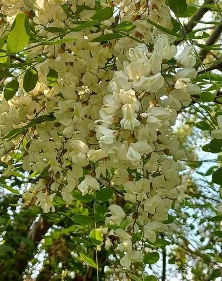 Naturalny miód pszczeli z własnej pasieki_ekologiczny