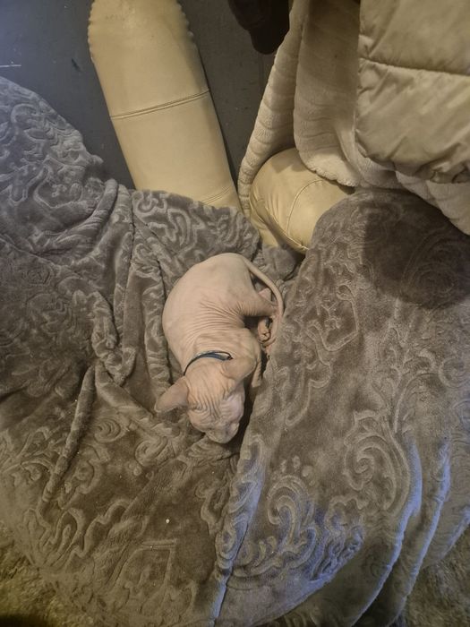 sphynx macho  2 anos