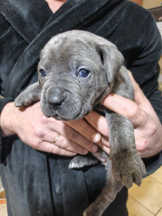 Відкрит продаж щенят Кане Корсо!!!