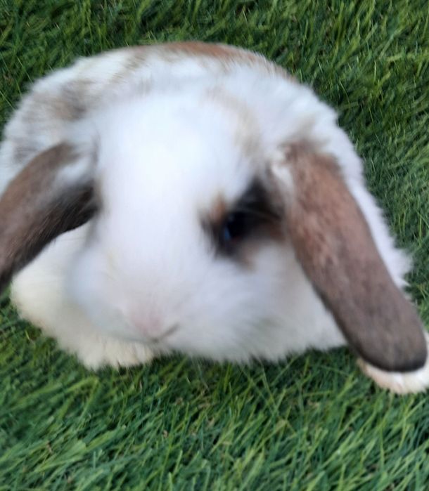 Kit Coelhos anões mini lop belier/orelhudos