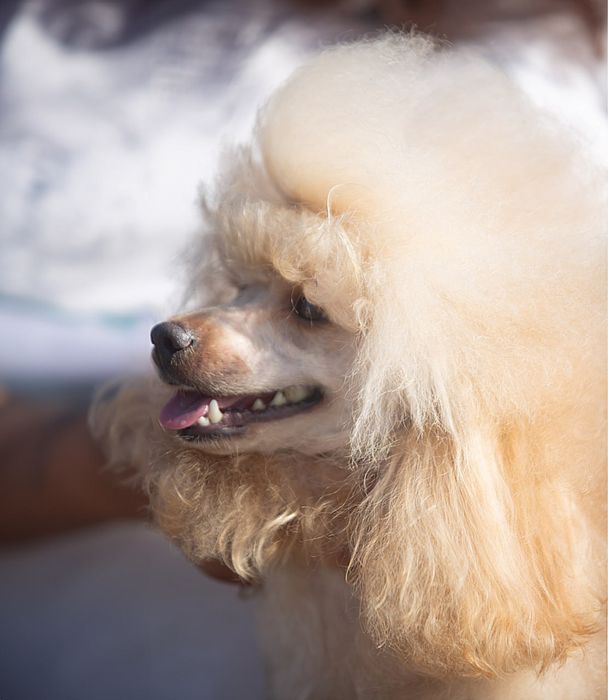 Той пудель  вязка , документи КСУ FCI