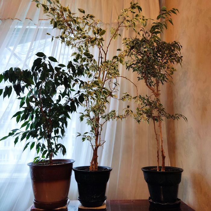 Фікуси бенджаміна