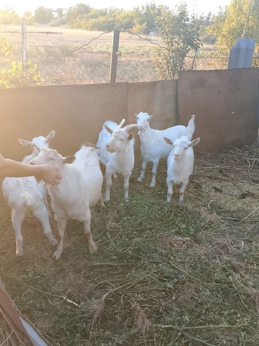 Козел на в'язку. Рогань