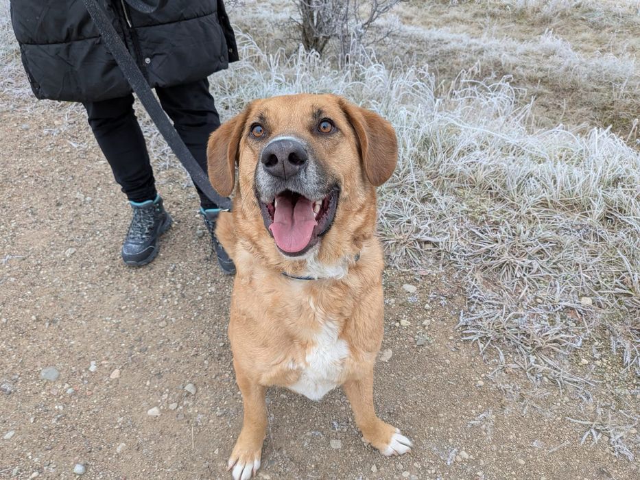 pies oddam do adopcji za darmo