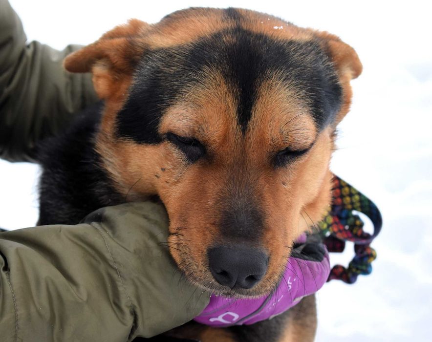 Figaro wrażliwy, kochany pies