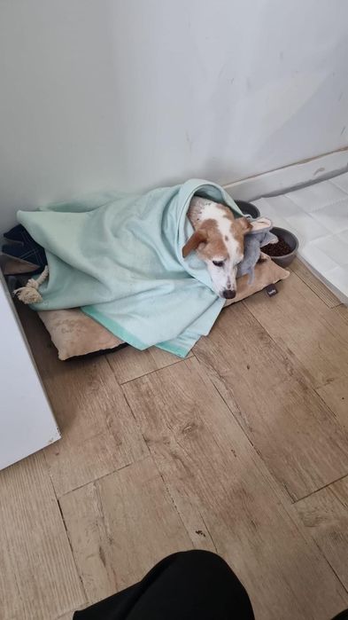 Cão adulto para adoção responsável