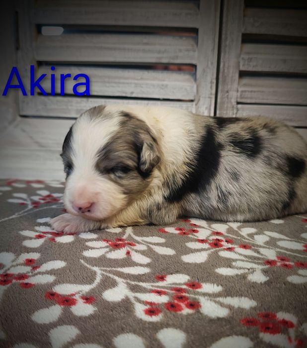 Border collie piesek Blue merle przebadani rodzice