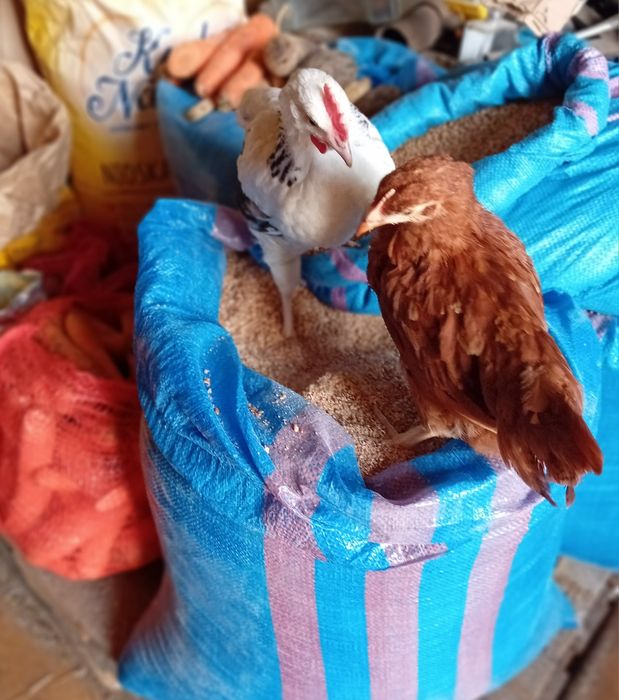 Kura kury Rosy  naturalne ekologiczne kury pisklaki kury Rosy araucany