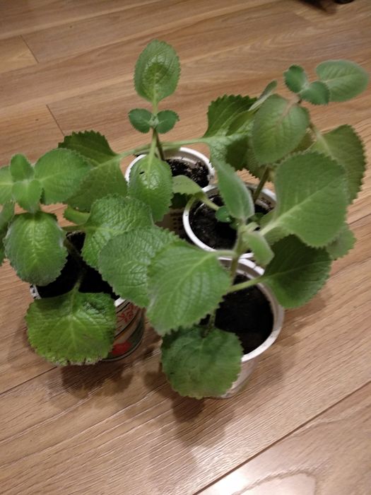 Cztery sadzonki mięty domowej