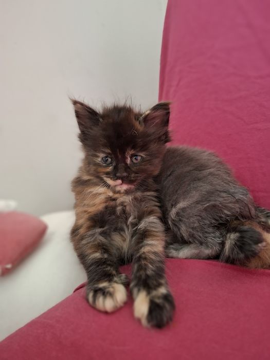 Cudowna i kochająca człowieka Szylkretka Rodowód FPL