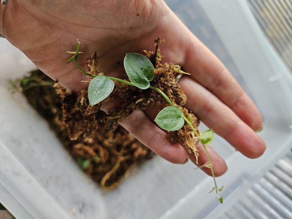 Monstera dubia ukorzeniona