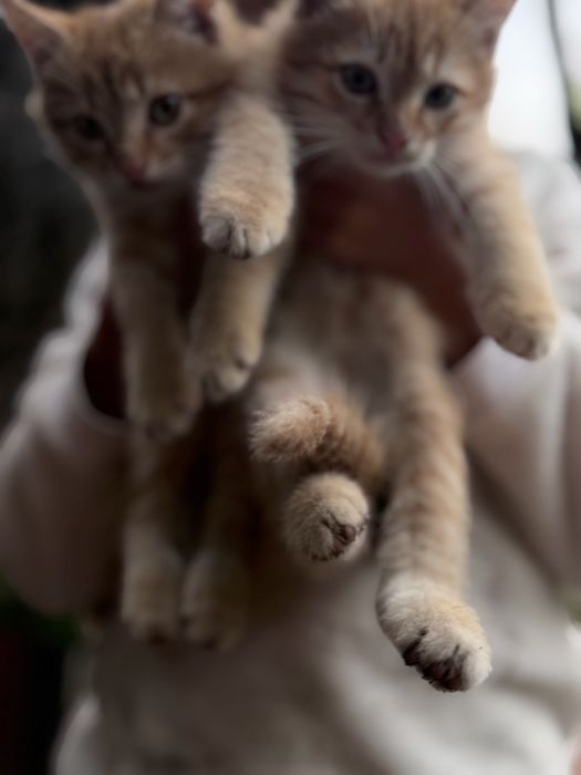 Котики бесплатно